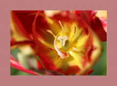 Tulpe