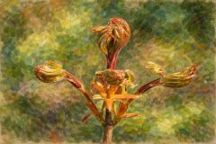 Knospen Knospen
