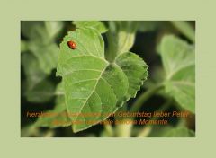 Herzlichen Glückwunsch lieber Peter Herzlichen Glückwunsch lieber Peter