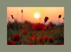 Mohn