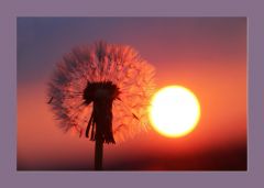 Löwenzahn Löwenzahn