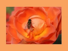 Fliege auf Dahlie Fliege auf Dahlie