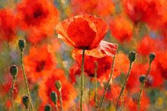 Mohn Mohn