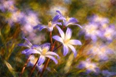 Blausterne Blausterne