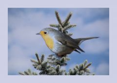 Rotkehlchen Rotkehlchen