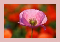 Mohn