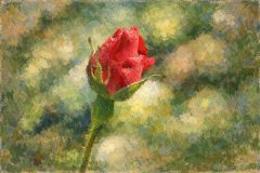 Rose Rose
