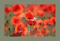 Mohn