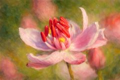 Schwanenblüte Schwanenblüte