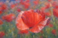 Mohnblume