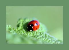 Marienkäfer Marienkäfer