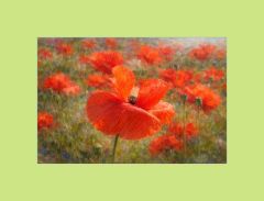 Mohn