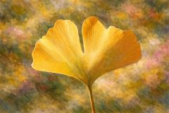 Ginkgo Ginkgo