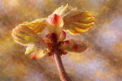 Knospen Knospen