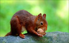 Eichhörnchen Eichhörnchen