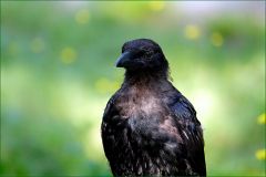 Junger Rabe