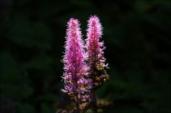 Astilbe Astilbe