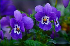 Hornveilchen Hornveilchen