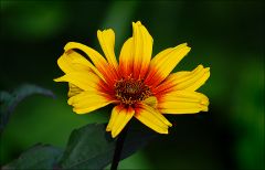 Sonnenauge Sonnenauge