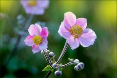 Herbstanemonen Herbstanemonen