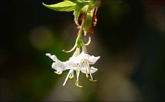 Kleine Blüten im März
