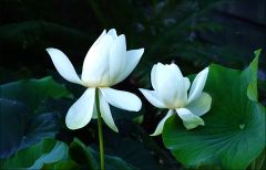 Lotosblumen Lotosblumen