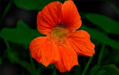 Kapuzinerkresse Kapuzinerkresse