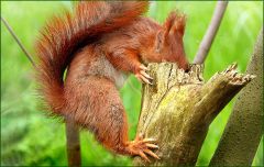 Eichhörnchen Eichhörnchen