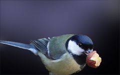 Meise mit einer Haselnuss