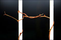 Vertrocknete Schlingpflanze Vertrocknete Schlingpflanze