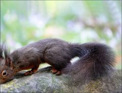 Eichhörnchen Eichhörnchen