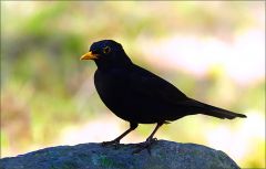 Amsel Amsel
