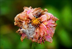 Verwelkende Dahlie Verwelkende Dahlie