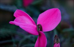 Alpenveilchen Alpenveilchen