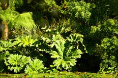 Pflanzen am Waldteich