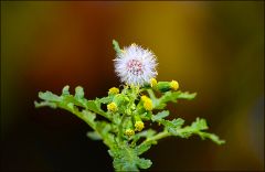 Diese Pflanze wächst noch im Oktober