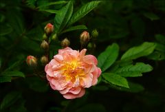 Kleine Rose Kleine Rose