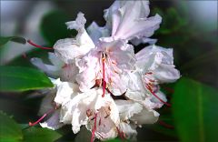 Rhododendronblüten Rhododendronblüten