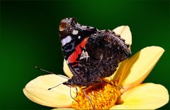 Admiralfalter auf einer Dahlie