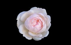 Weisse Rose im November Weisse Rose im November