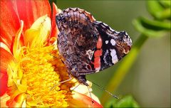 Distelfalter auf einer Dahlie Distelfalter auf einer Dahlie