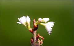 Blüten der Schneekirsche