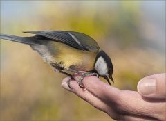 Meise auf der Hand Meise auf der Hand