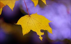 Herbstblatt Herbstblatt