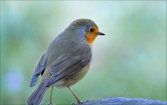 Rotkehlchen Rotkehlchen