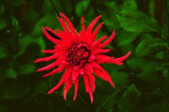 Rote Sterndahlie