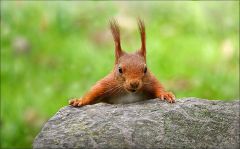 Eichhörnchen Eichhörnchen