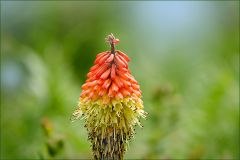 Fackellilie Fackellilie