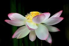 Lotosblume Lotosblume