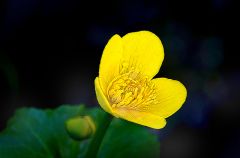 Sumpfdotterblume am Bachufer